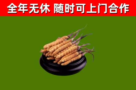 潍城烟酒回收冬虫夏草.jpg