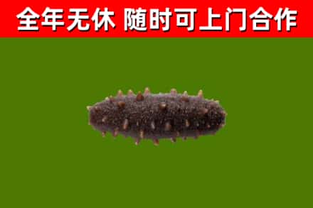 潍城回收海参干